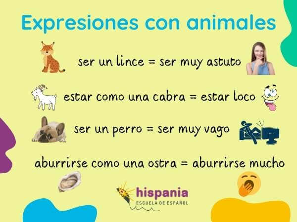 Expresiones idiomáticas de animales. Hispania, escuela de español