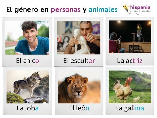 El género en personas y animales. Hispania, escuela de español