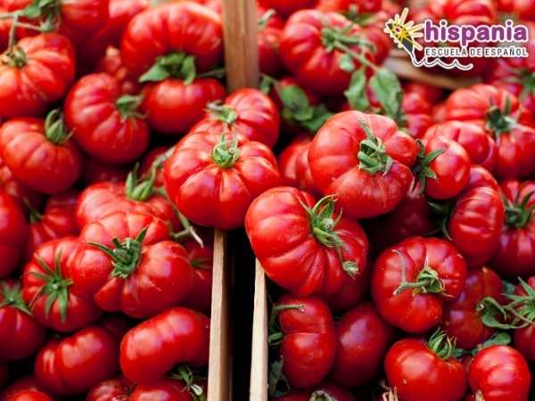 De dónde vienen los tomates de la Tomatina de Buñol. Hispania, escuela de español