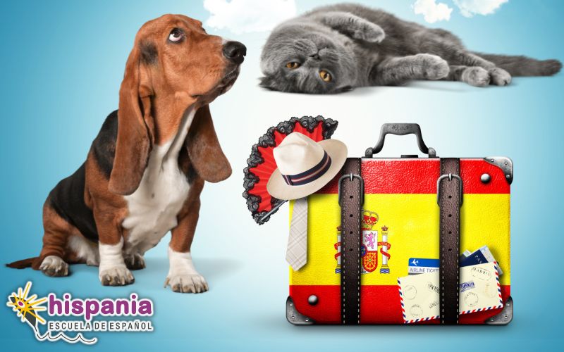 Viajar con mascotas hacia España. Hispania, escuela de español