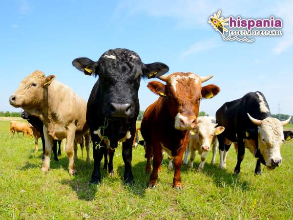 Farm animals. Hispania, escuela de español