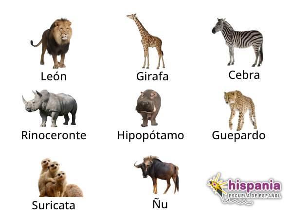 Animales de la sabana africana. Hispania, escuela de español