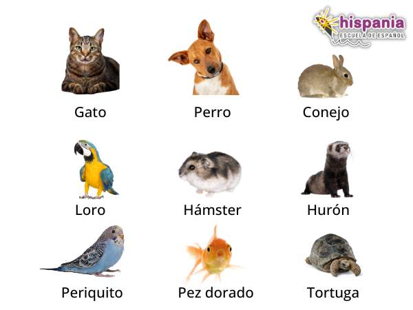 Animales domésticos. Hispania, escuela de español