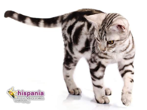 Find three feet for the cat. Hispania, escuela de español