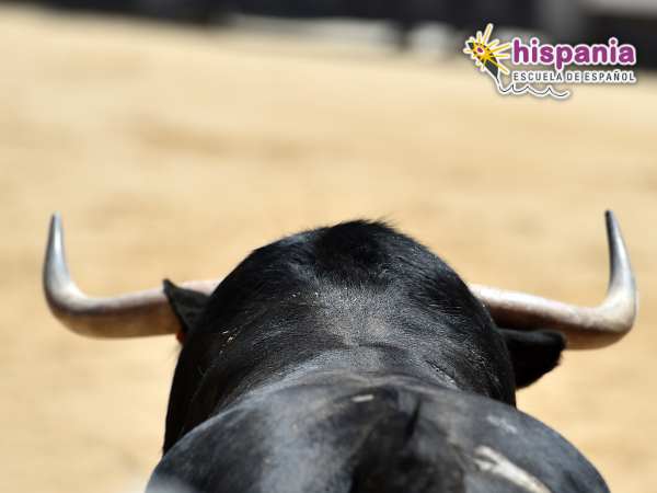 bullfights Hispania, escuela de español