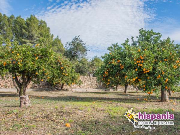 Uprawy pomarańczy w sadzie w Walencji. Hispania, escuela de español