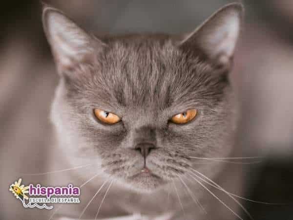 El gato está enfadado. Hispania, escuela de español