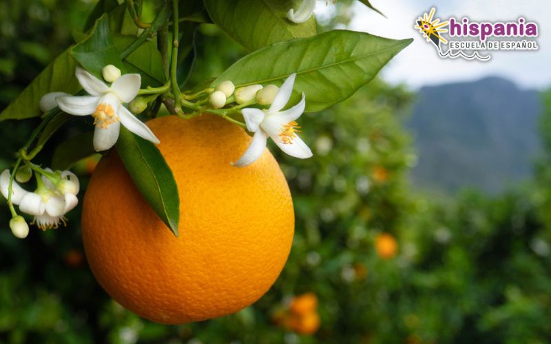 Валенсійський апельсинianв саду. Hispania, escuela de español